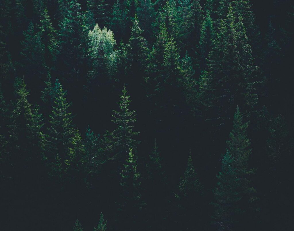 evgeni-evgeniev-LPKk3wtkC-g-unsplash